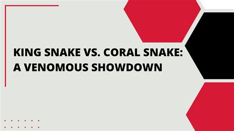 King Snake vs Coral Snake: A Venomous Showdown