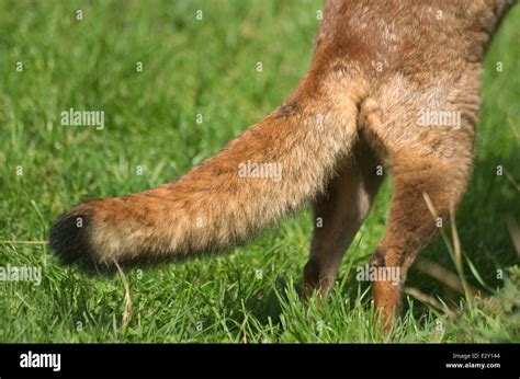 RED FOX Tail, Vulpes Vulpes, Surrey Stock Photo - Alamy