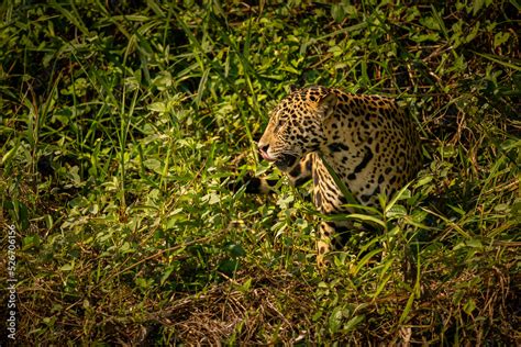 Beautiful and endangered american jaguar in the nature habitat ...