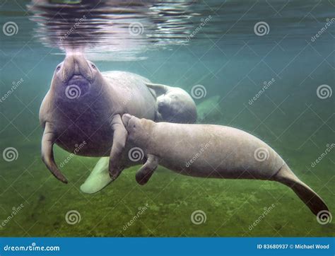 Manatee Mother Nursing Baby Stock Image - Image of swimming, mother ...