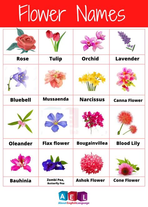 Five Petal Flower Names - Home Alqu