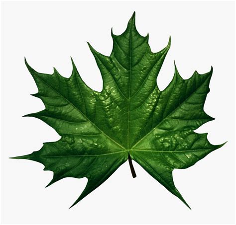 Clipart Leaves Single Green Leave - Green Maple Leaf Clip Art, HD Png Download - kindpng