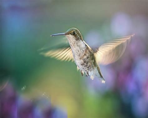 Hummingbird Anatomy - An Easy Guide for Bird Watchers