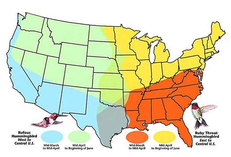 2024 Hummingbird Migration Map - Perla Kristien