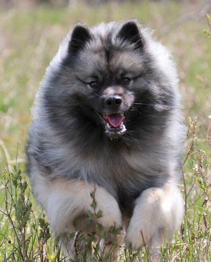 Welcome to Klompen Keeshonden (Canada) | Keeshond dog, Fluffy puppies, Dogs