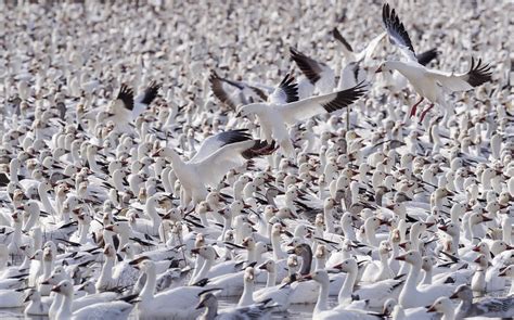 Snow geese large flock - Stock Image - C042/9269 - Science Photo Library