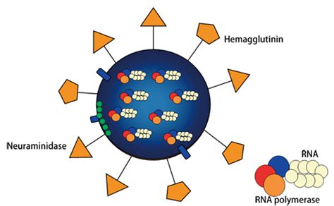 Aiming at Development of New Drugs Against Influenza Virus — SPring-8 Web Site