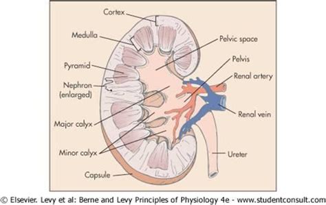 Diagram Of A Kidney - General Wiring Diagram