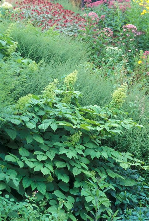 Aralia racemosa (American spikenard): Go Botany