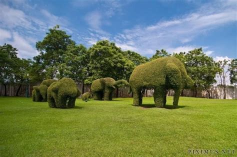 Topiary Art | Art