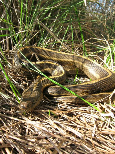 Giant Garter Snake (Thamnophis gigas) | Garter snake, Snake, Animal planet