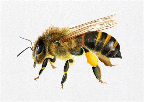 Honey Bee Watercolor Painting at PaintingValley.com | Explore collection of Honey Bee Watercolor ...