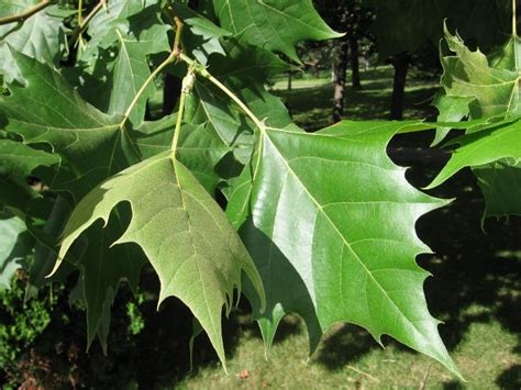 Platanus occidentalis (American Sycamore) – Mount Royal Seeds