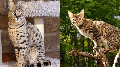 Bengal Savannah Cat Mix: Care Guide, Pictures, Info & More | Hepper