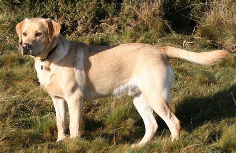 Labrador Retriever - Gpedia, Your Encyclopedia