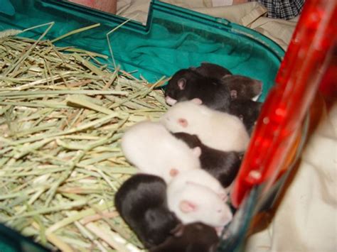 Rat Babies | Clevergrrl | Flickr