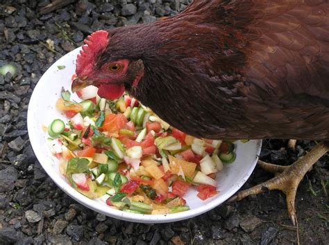 10 Best and Healthy Treats for Chickens -the treats chickens can eat ...