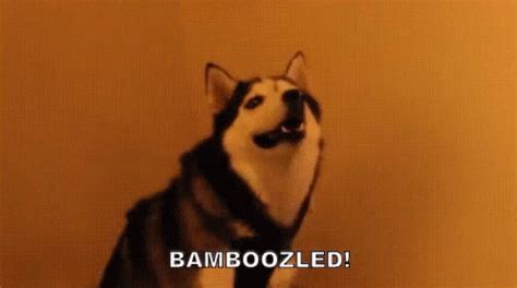 Bamboozle GIFs | Tenor