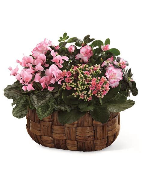 Pink Assortment | Pueblo (CO) Plant Delivery | Campbell's Flowers