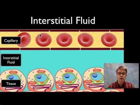 Interstitial fluid: composition and functions - science - 2024