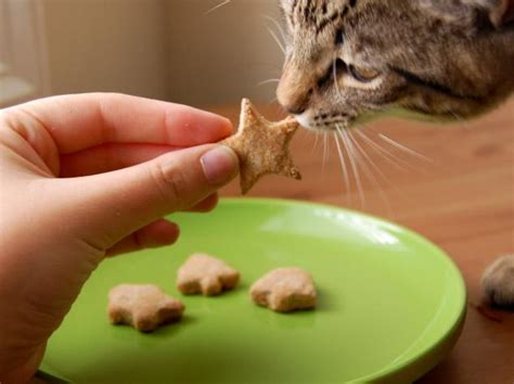 15 Purrfect Homemade Cat Treats to Spoil Your Kitty