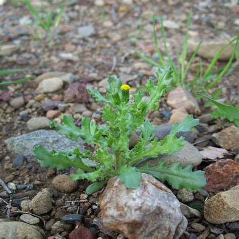 Common groundsel (Senecio vulgaris) - WeedWise Program