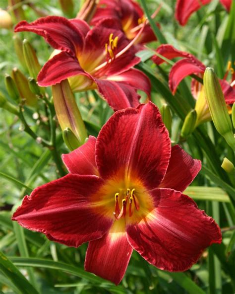 Daylily Varieties | Daylily Photos | HGTV