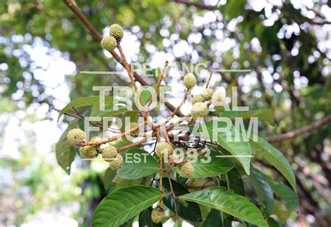 Pulasan - Penang Tropical Fruit Farm