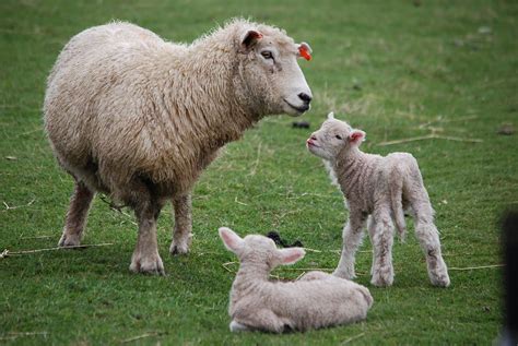 ellenandrand.com: New Zealand Sheep and baby lambs