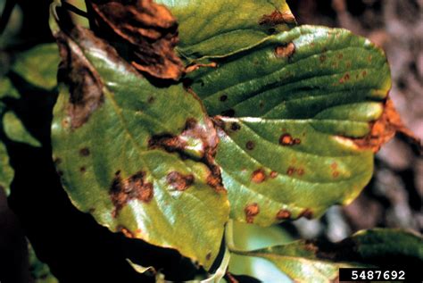 dogwood anthracnose (Discula destructiva Redlin)