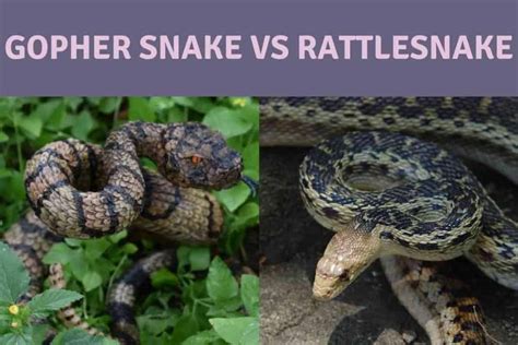 Gopher Snake Vs Rattlesnake: 15 Key Differences Explained - Embora Pets