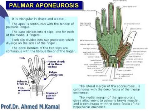 5 Palmar aponeurosis (anatomy of hand) - YouTube