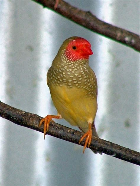 Star Finch Facts, As Pets, Care, Feeding, Behavior Pictures | Singing Wings Aviary