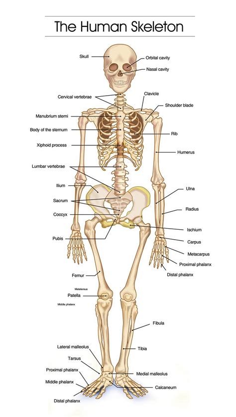 Detailed Human Skeleton Diagrams - Health, Medicine and Anatomy ...