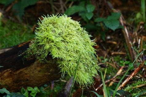 Free Images : tree, nature, forest, leaf, flower, moss, green, soil, botany, flora, shrub ...