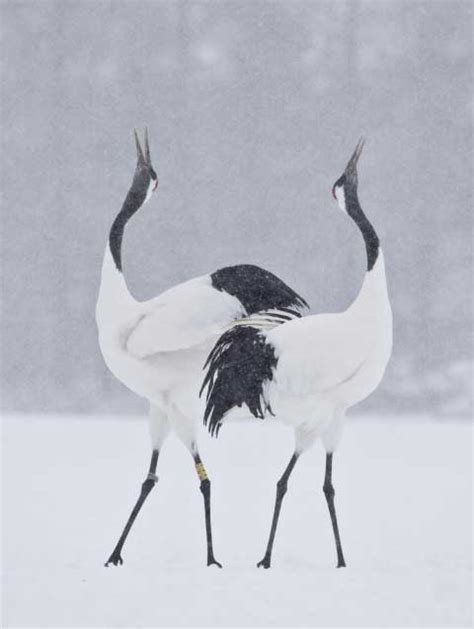 Red Crowned Crane | Japan Experience