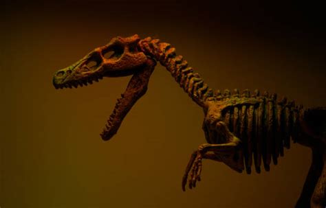 Velociraptor Stock Photos, Pictures & Royalty-Free Images - iStock