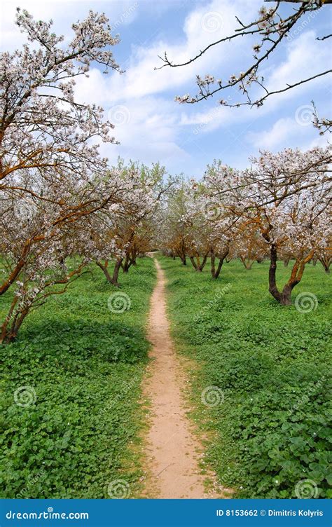 Blooming almond trees stock photo. Image of flowers, season - 8153662