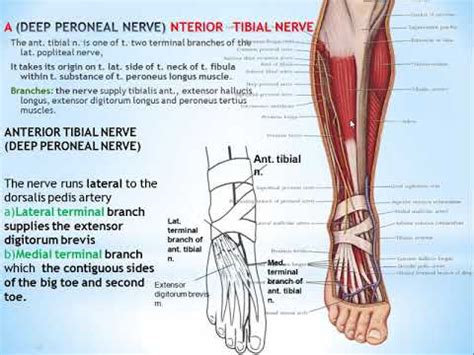 Peroneal Nerve Anatomy - Anatomical Charts & Posters