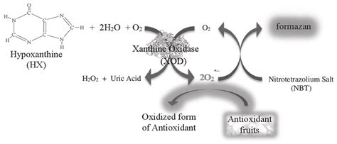 Reactions involved in the measurement of superoxide radical... | Download Scientific Diagram