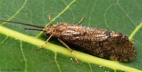 caddisfly - BugGuide.Net