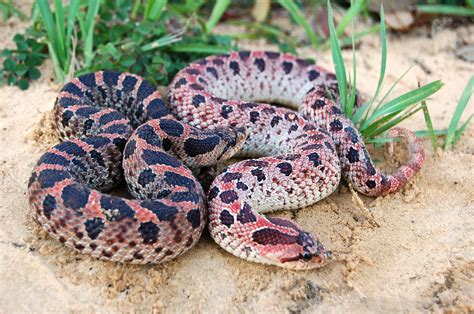 Southern Hognose Snake – Quest for the Longleaf Pine Ecosystem