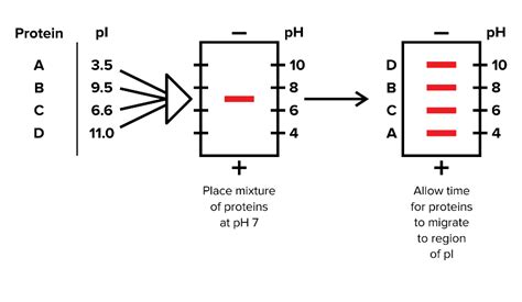 Biochemistry Lab Techniques for the MCAT: Everything You Need to Know ...