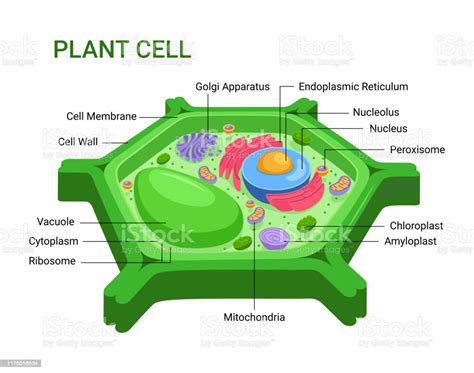 Vector Infographic Of The Plant Cell Anatomy Structure Nucleus Mitochondria Endoplasmic ...