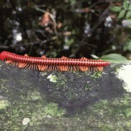 The legs on this millipede : r/oddlysatisfying