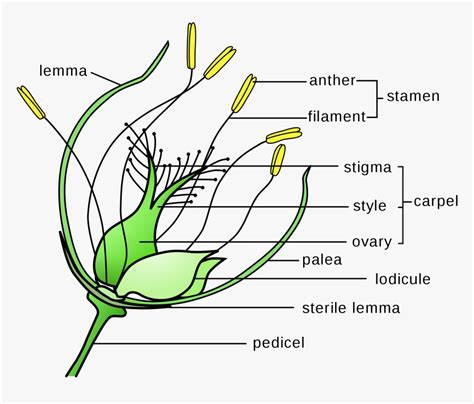 Wind Pollination Wind Pollinated Flower Diagram, HD Png Download - kindpng