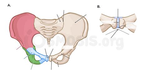 Pelvic Girdle Diagram Quiz