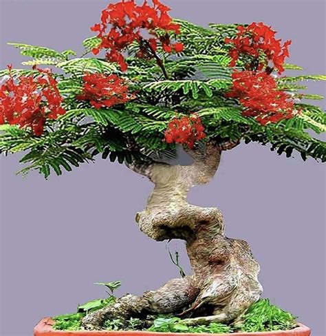 Royal Poinciana Bonsai: The stunning tree that makes a perfect bonsai