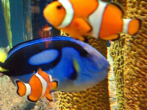 Pacific Blue Tang Fish with Clowns Tennessee Aquarium, Blue Tang, Tang Fish, Pacific Blue ...