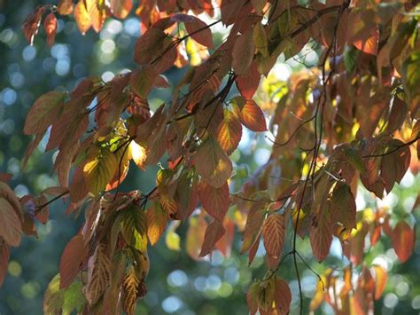 Dogwood Tree Leaf Identification | Hunker